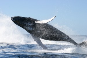 Humpback_whale_jumping[1]